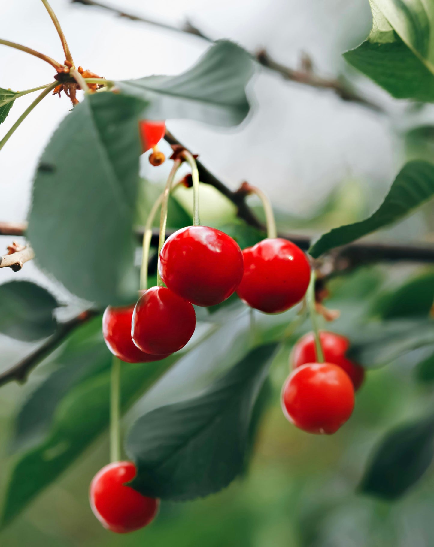Cherry 'Stella'