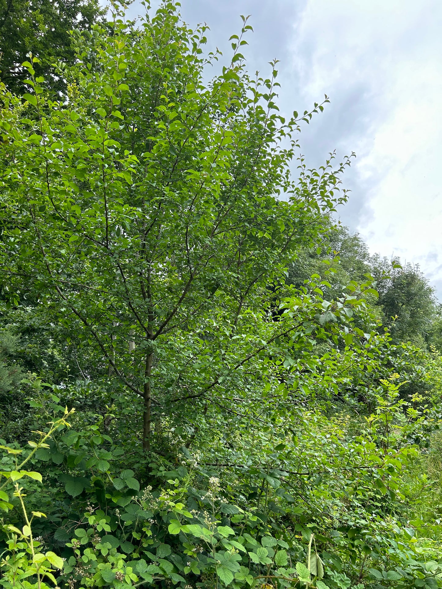 Crab Apple
