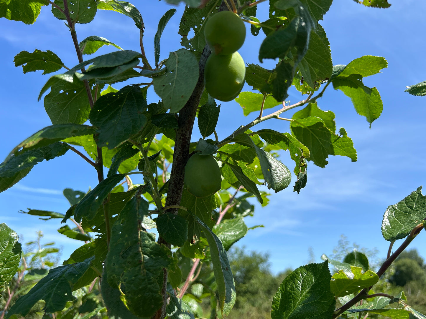 Plum 'Czar'