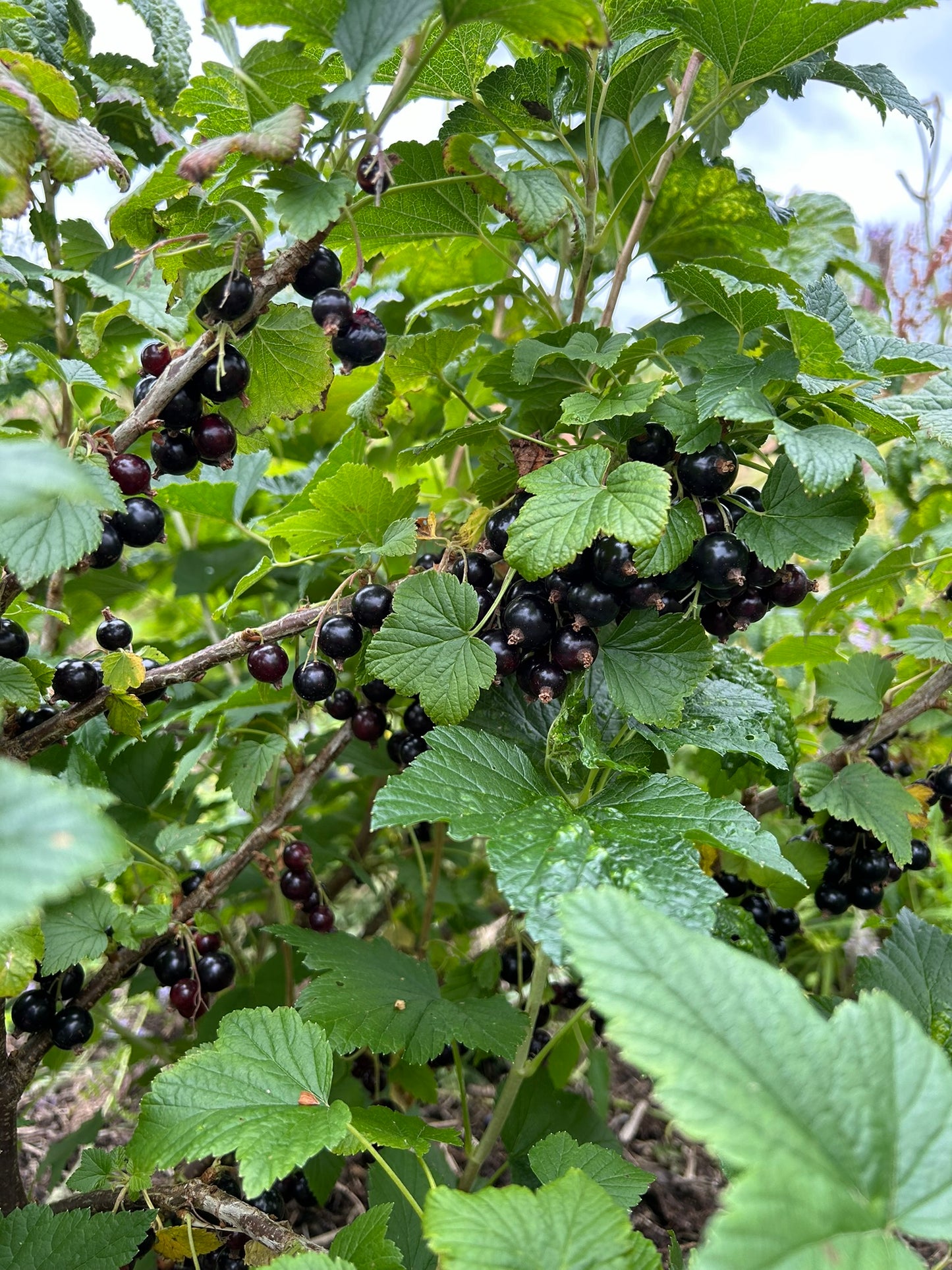 Blackcurrant 'Ben Sarek'