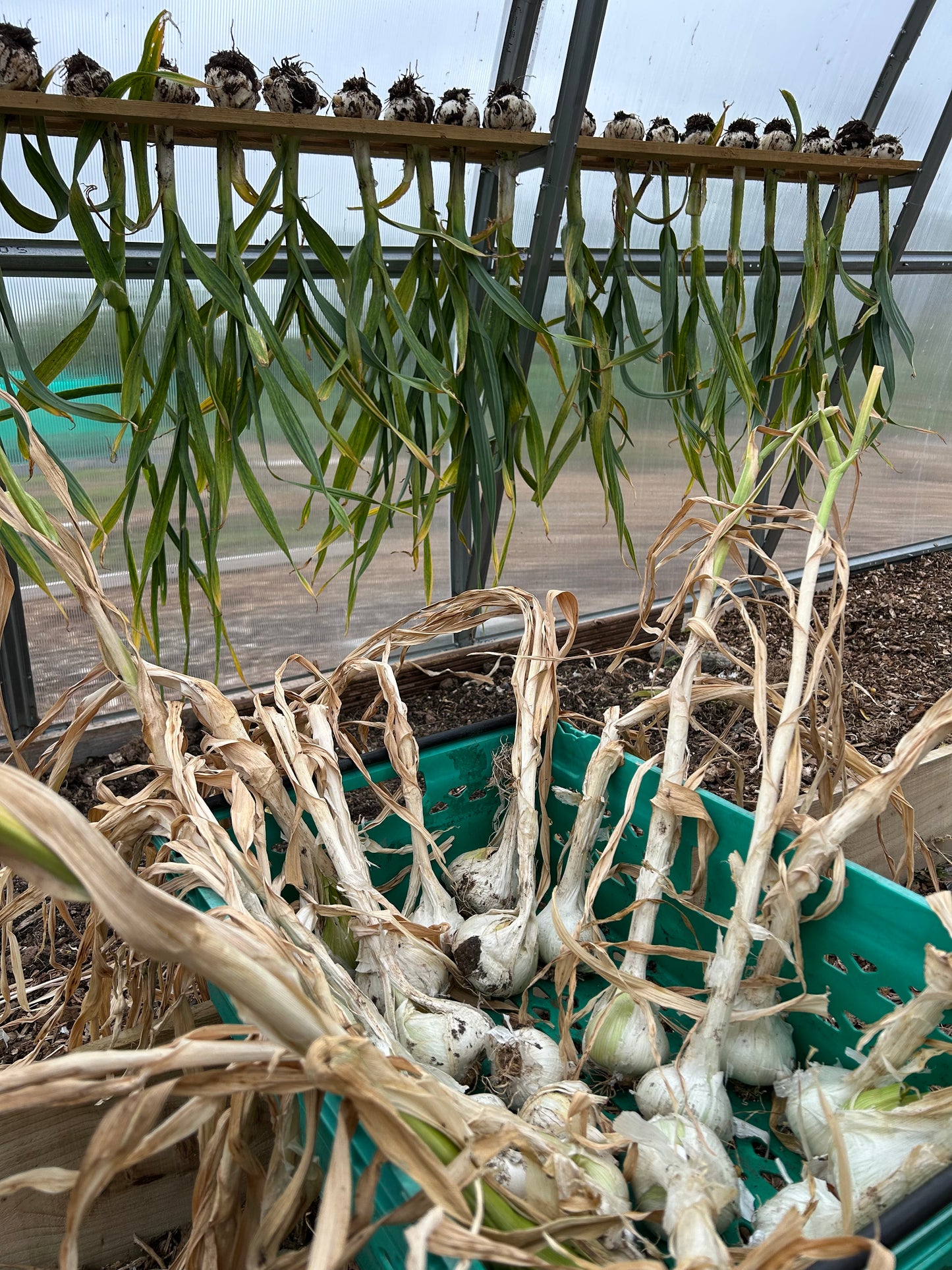 Elephant garlic