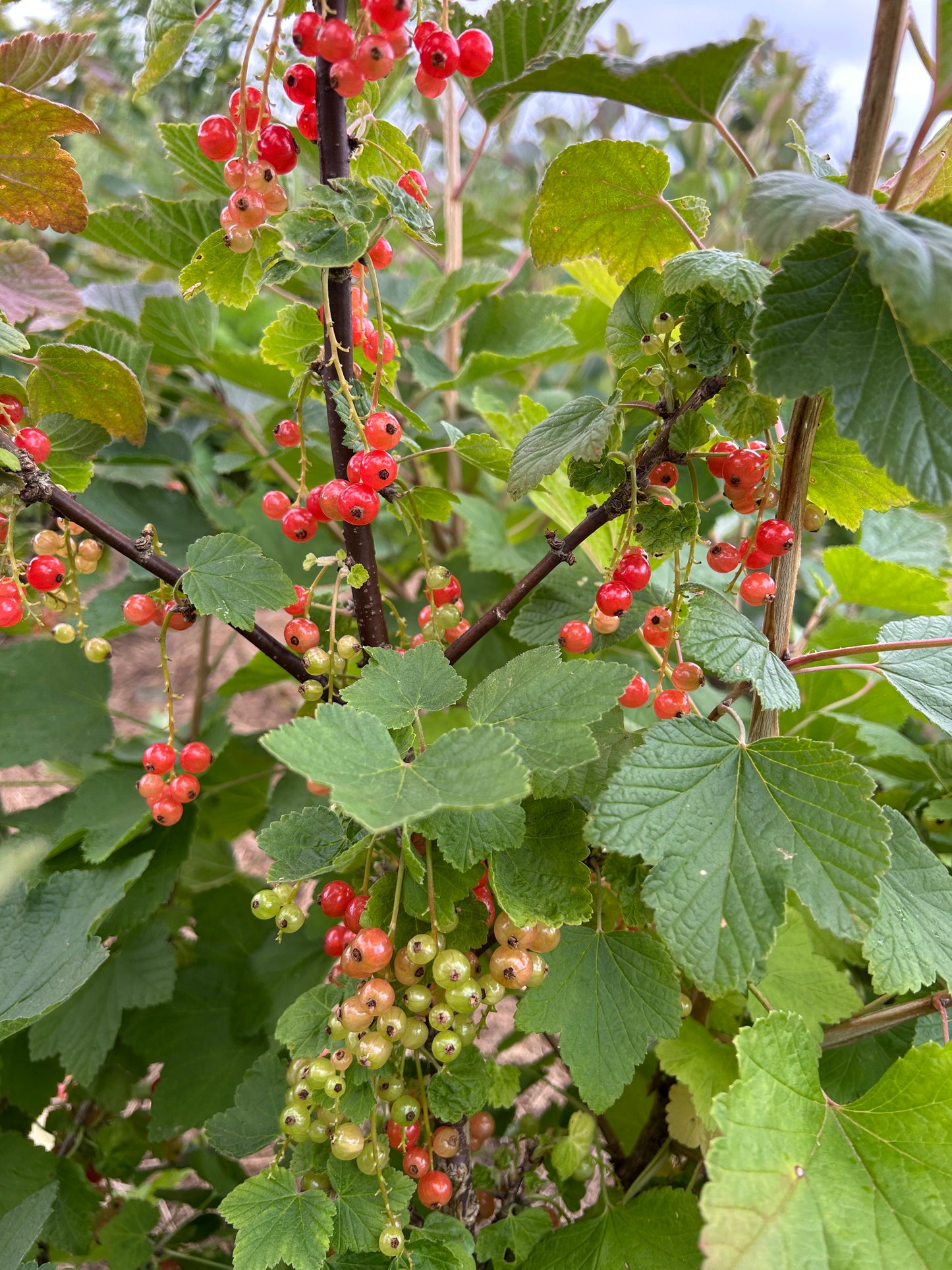 Redcurrant 'Rovada'