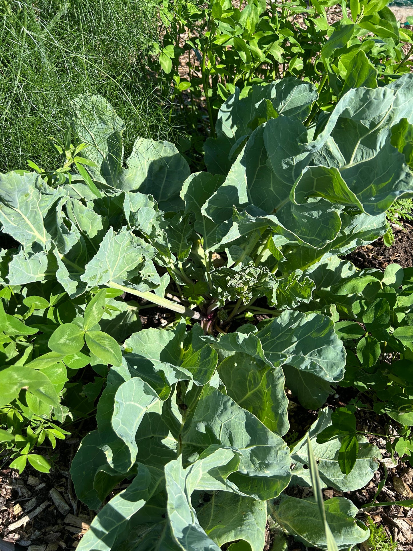 Sea Kale
