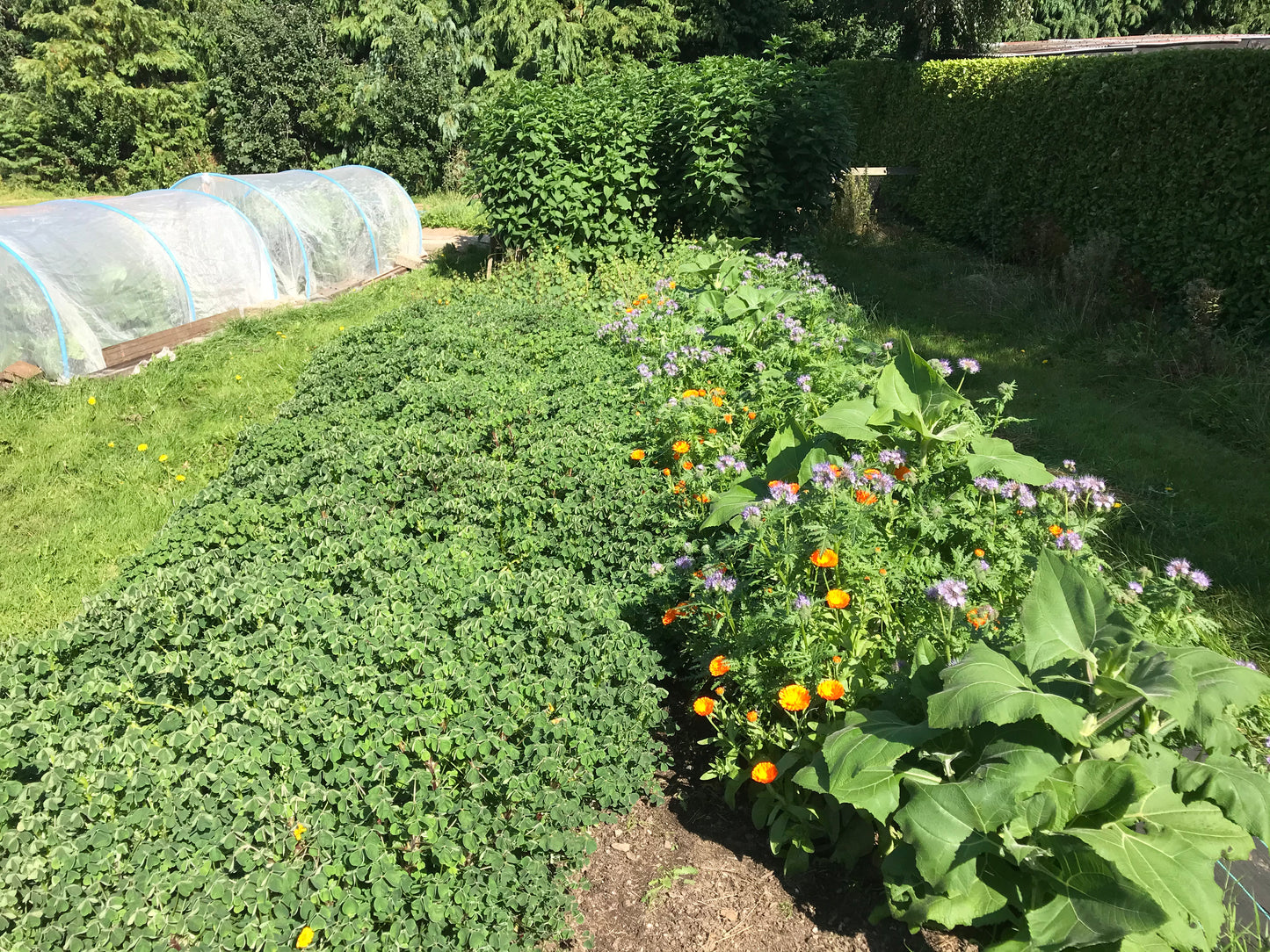 Perennial vegetable set