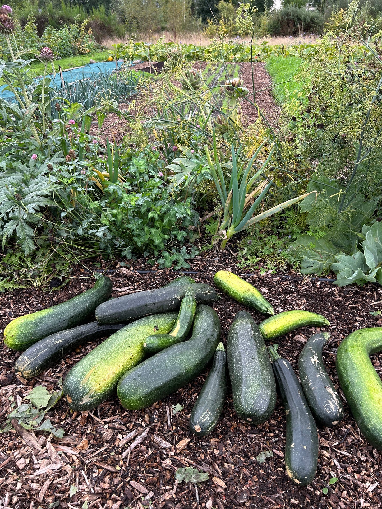 Grow your own way workshop