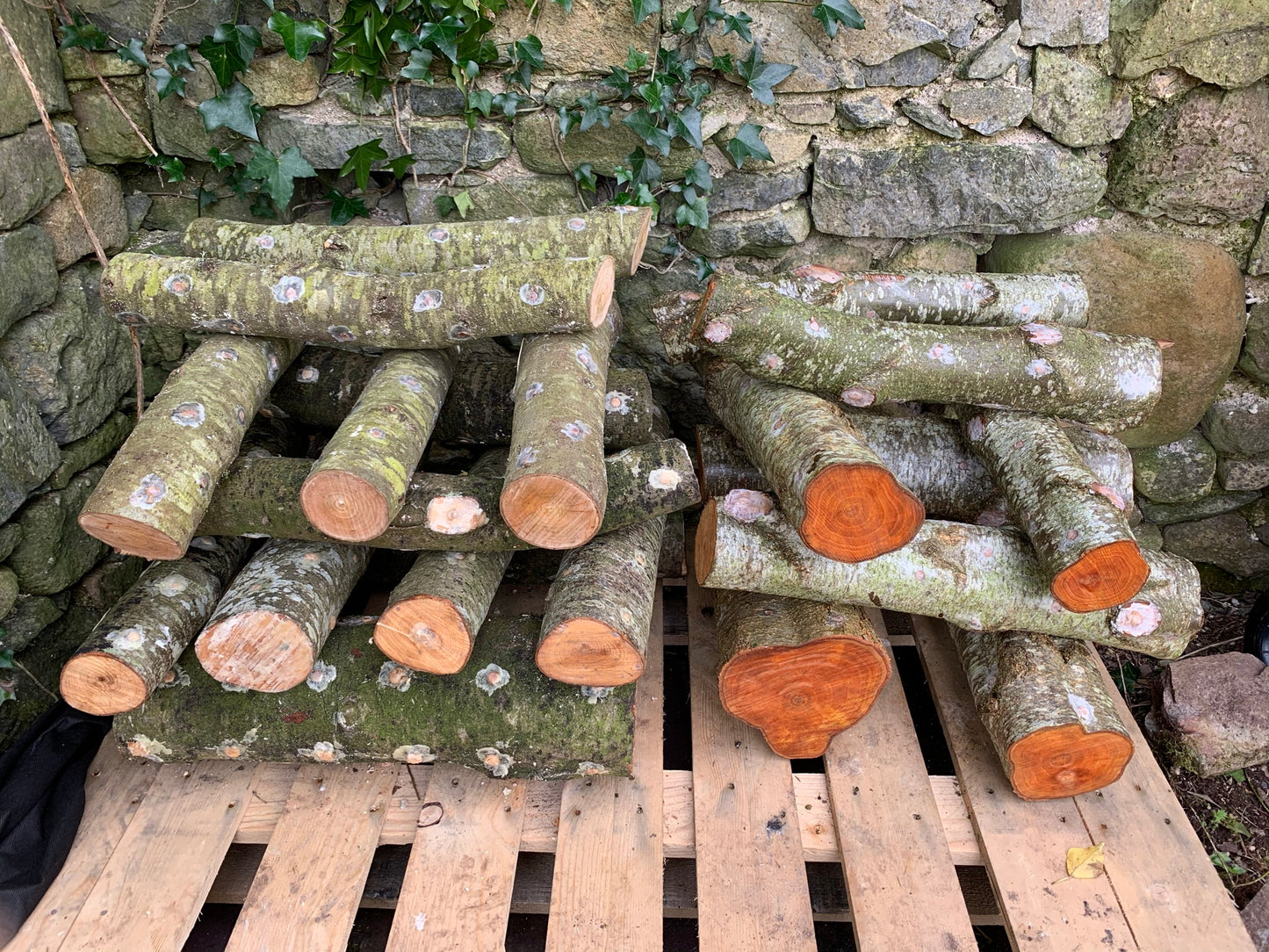 Growing mushrooms on logs