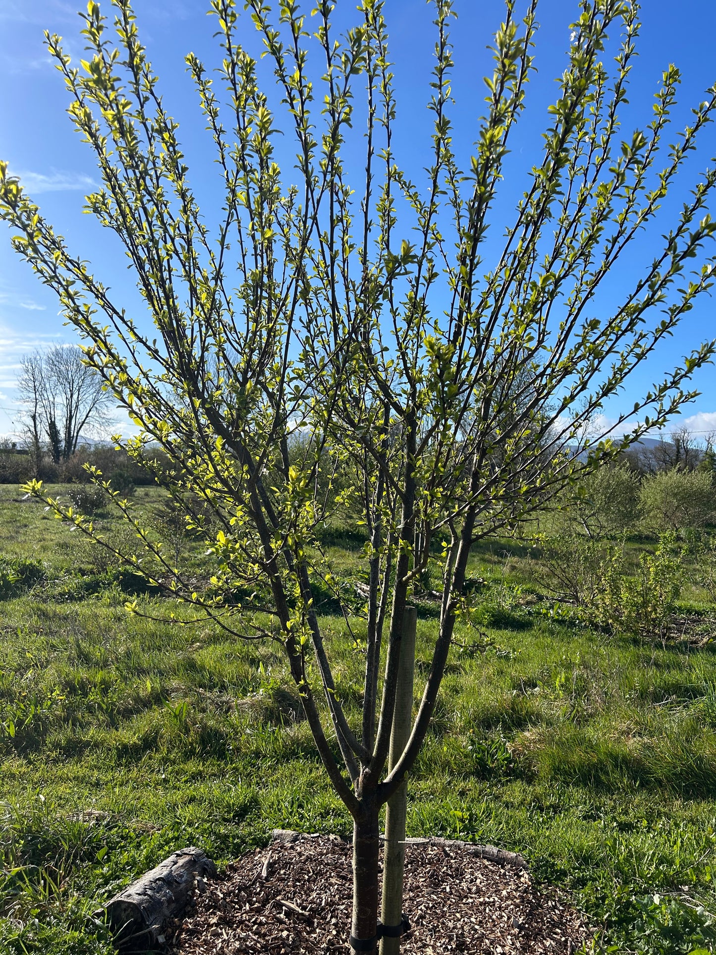 Plum “Mirabelle de Nancy”
