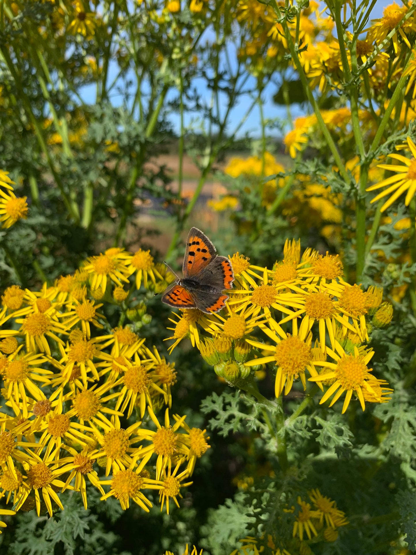 Butterfly workshop