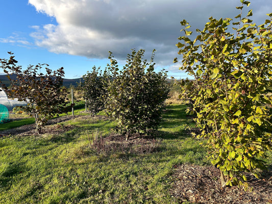 From imports to orchards: The case for Irish grown hazelnuts