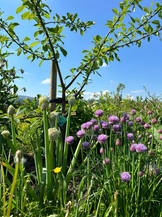 What is a food forest?