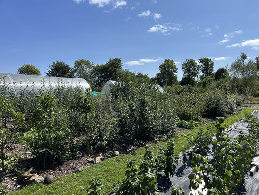 Farm & Nursery Trials