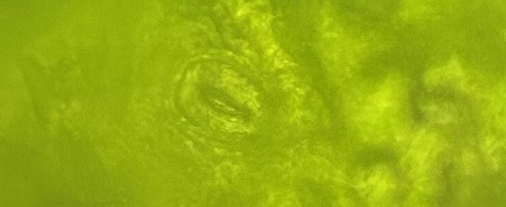 Stomata: The microscopic lungs of the planet