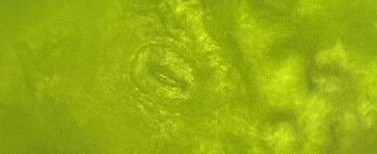 Stomata: The microscopic lungs of the planet