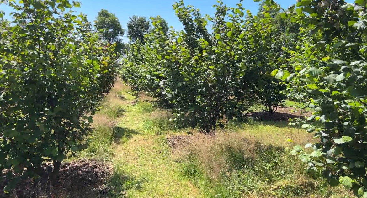 Agroforestry