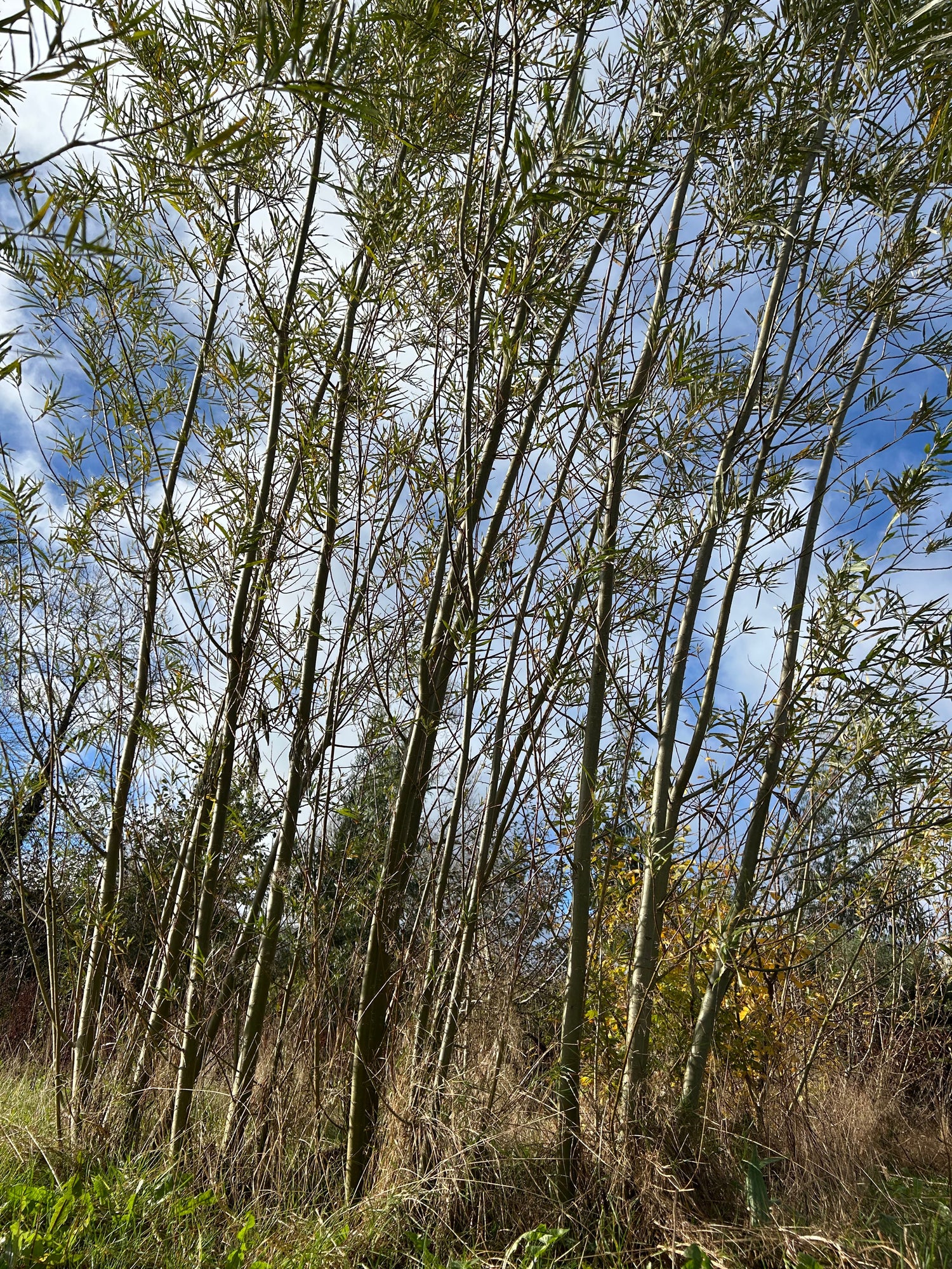 Coppice & Biomass trees
