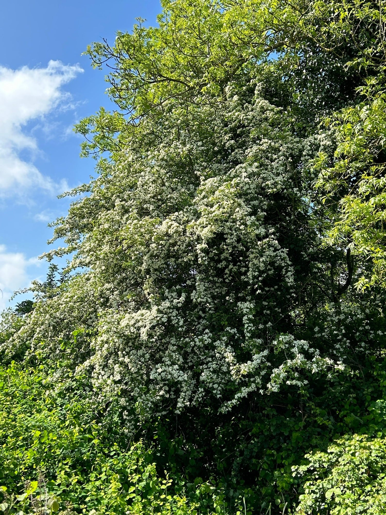 Native trees