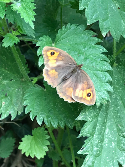 Butterfly workshop
