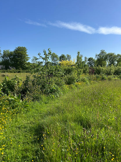Creating a Food Forest