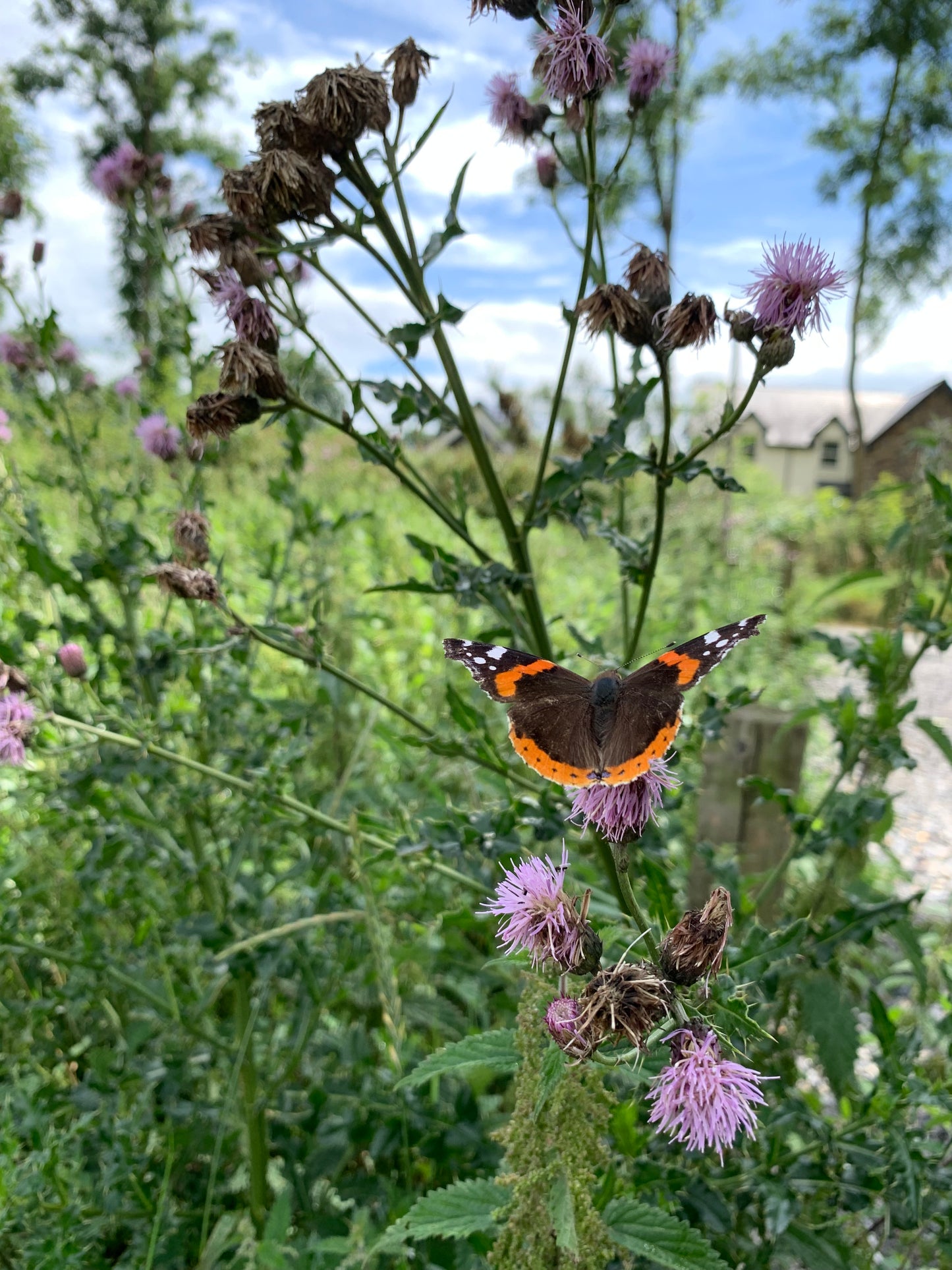 Butterfly workshop