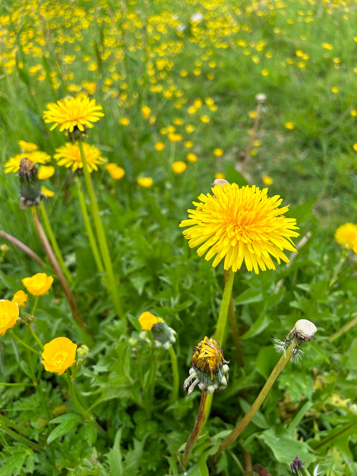 Biology in the Field