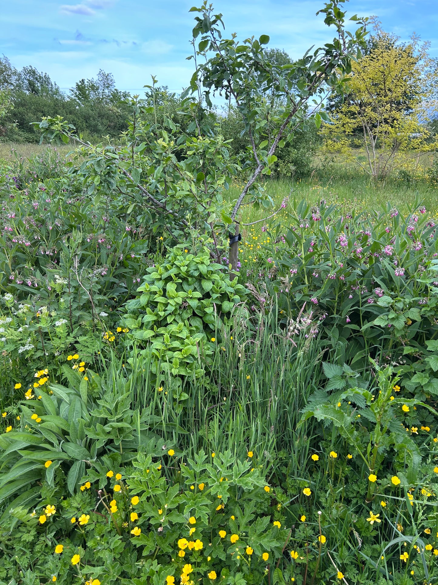 Creating a Food Forest