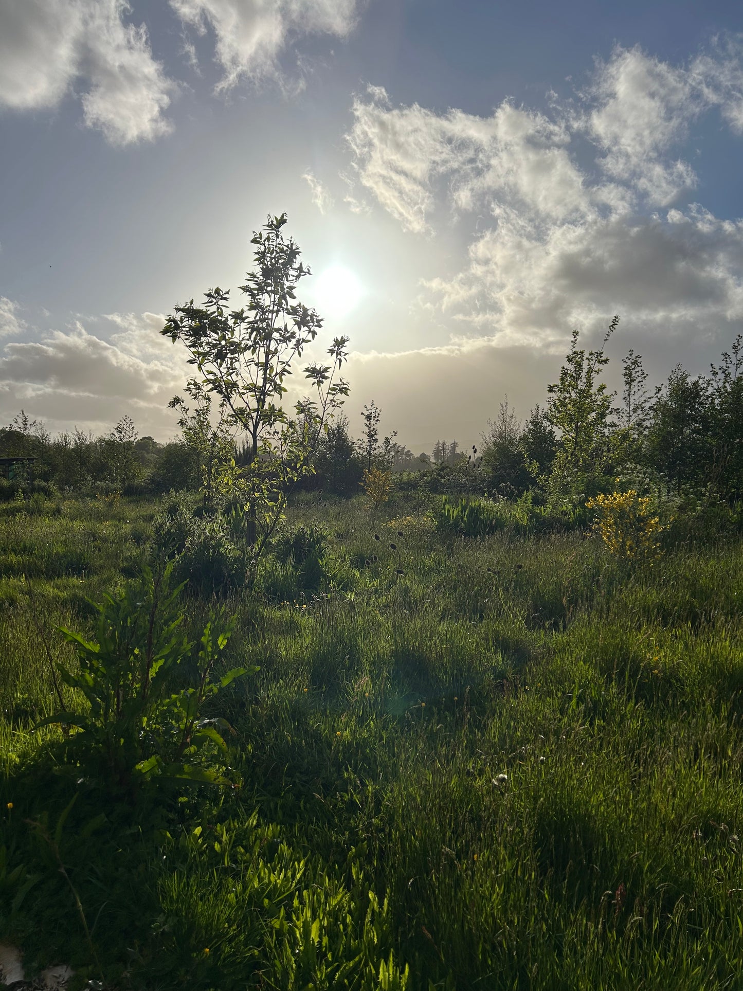 Creating a Food Forest