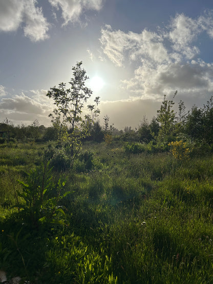 Creating a Food Forest