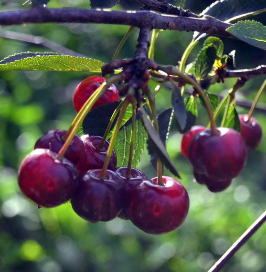 Cherry 'Sunburst'