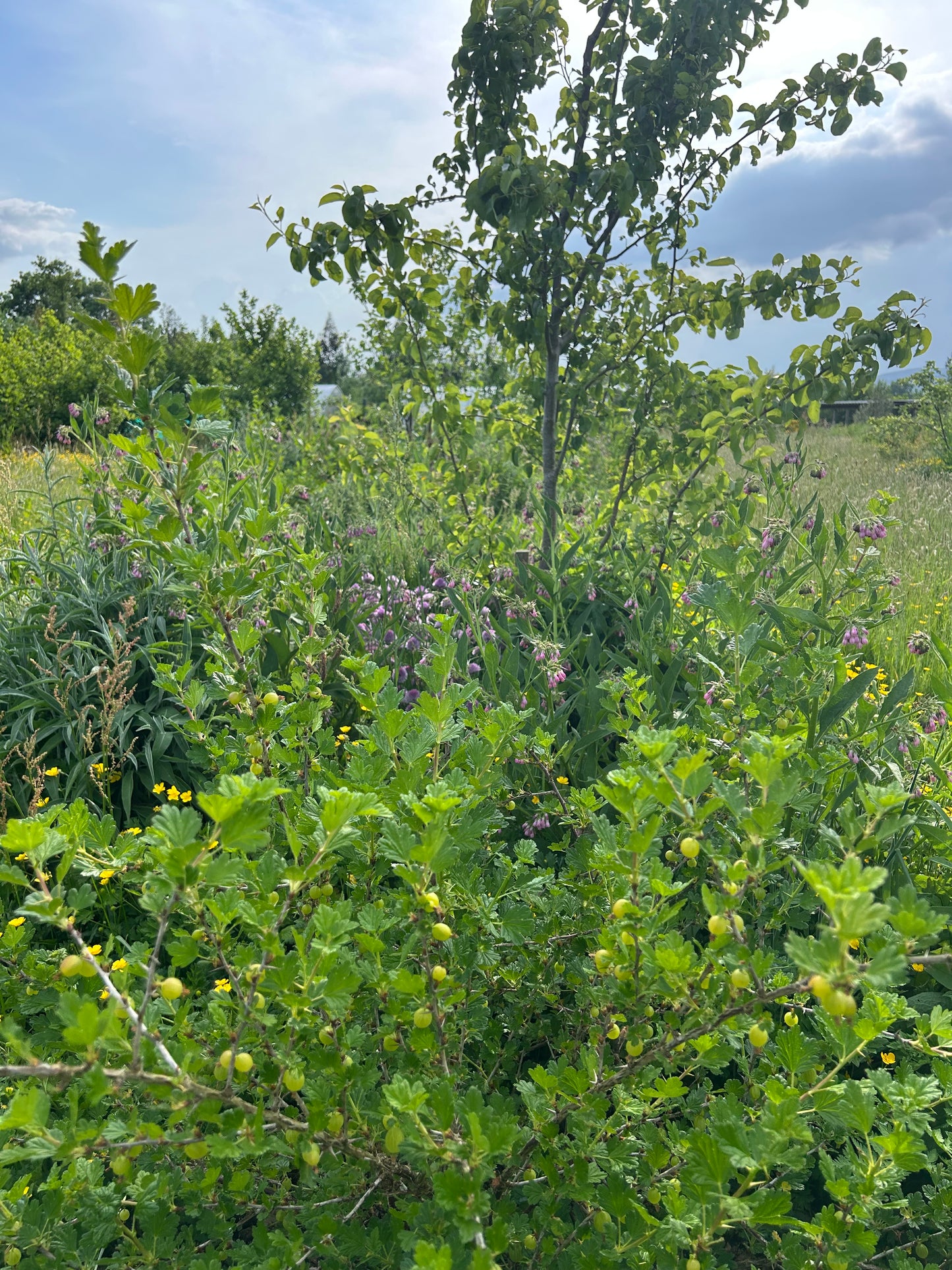 Creating a Food Forest