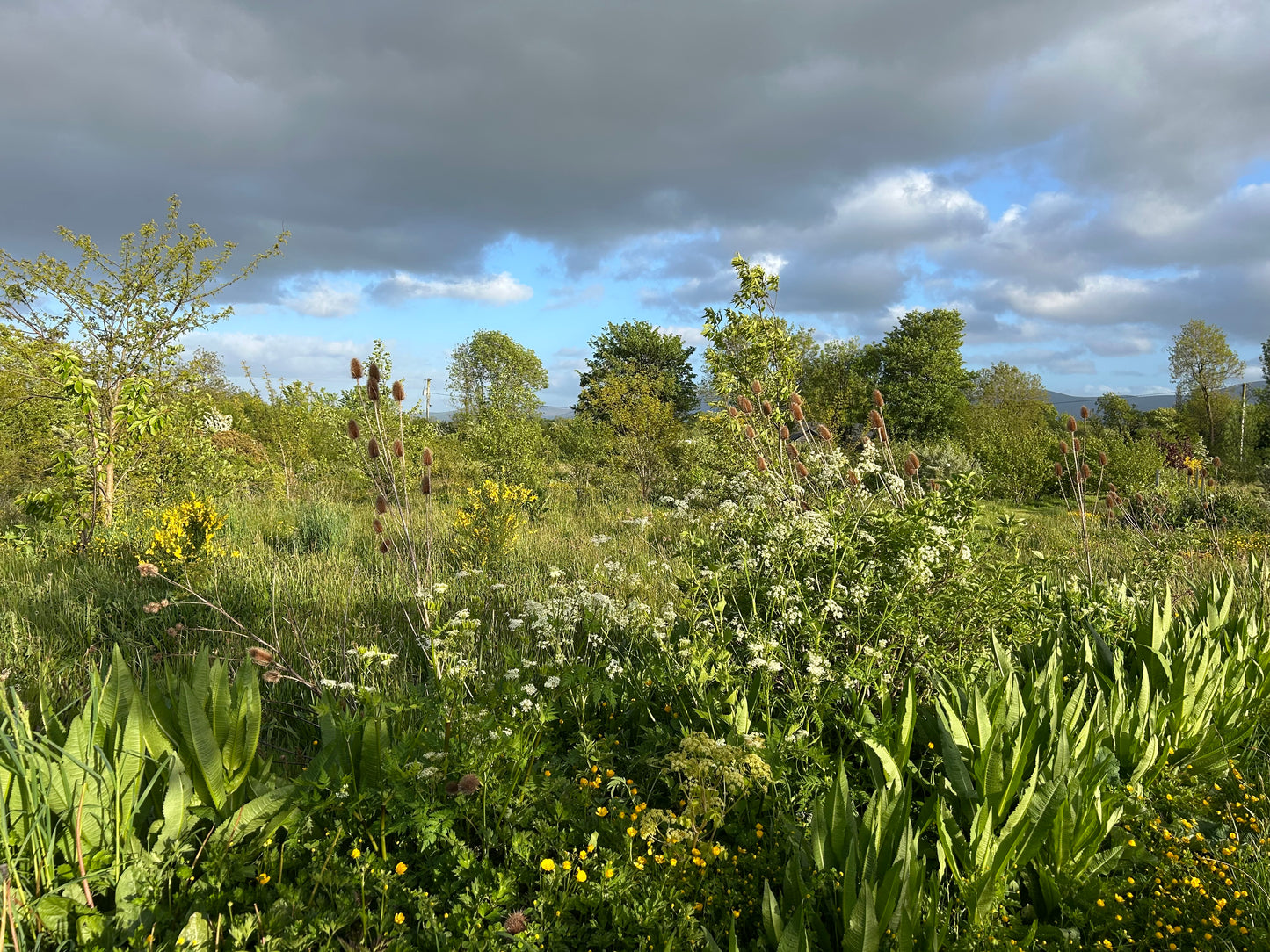 Creating a Food Forest