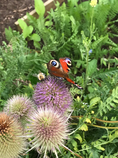 Butterfly workshop