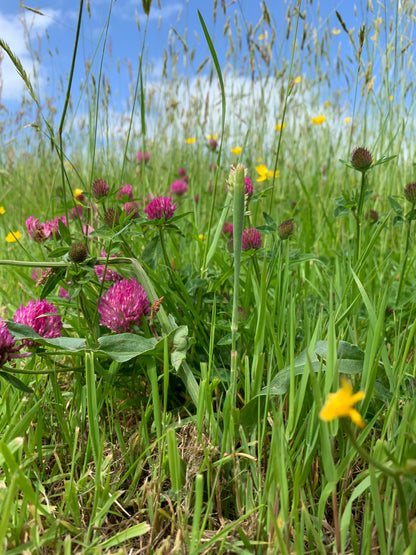 Biology in the Field