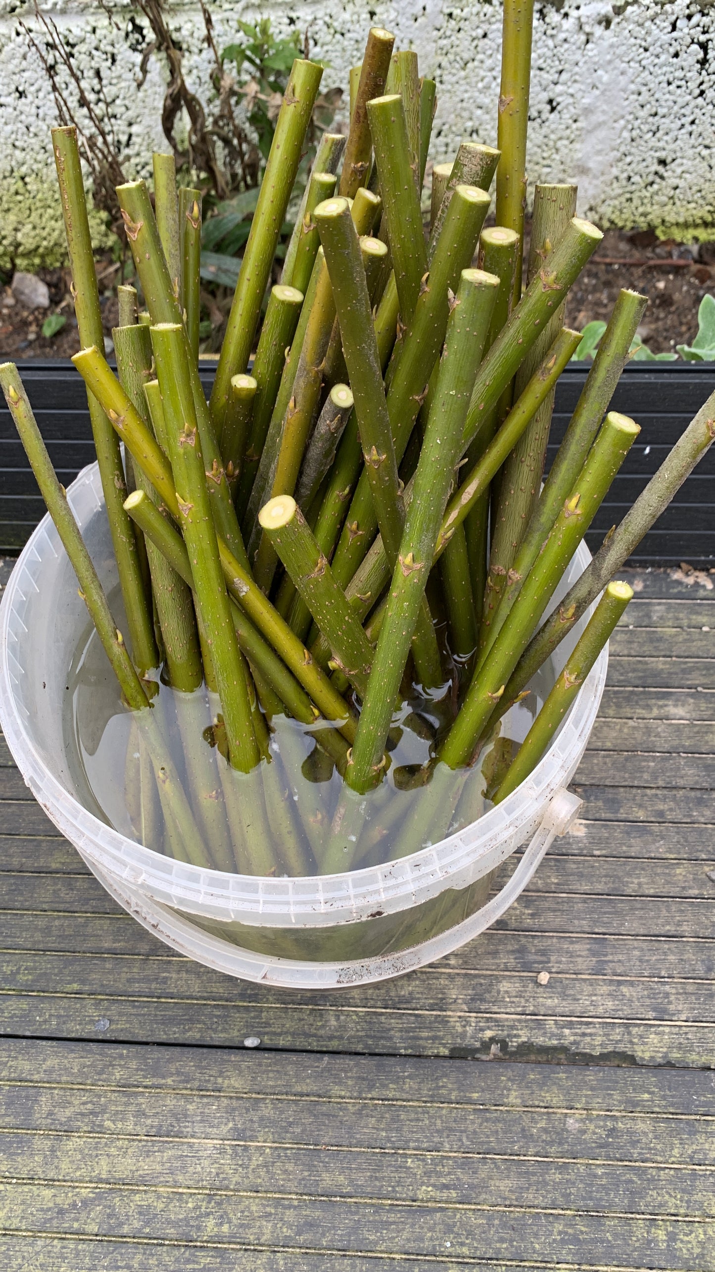 Living fence & basketry kit