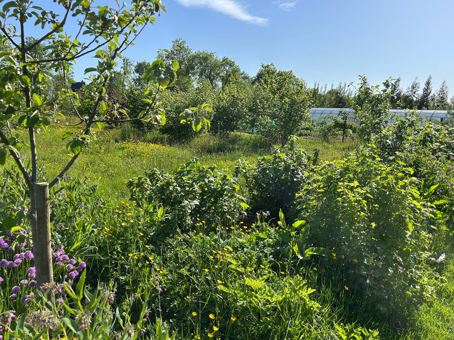 Creating a Food Forest