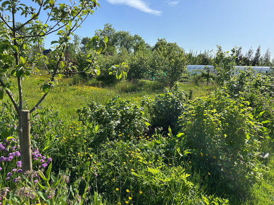 Creating a Food Forest