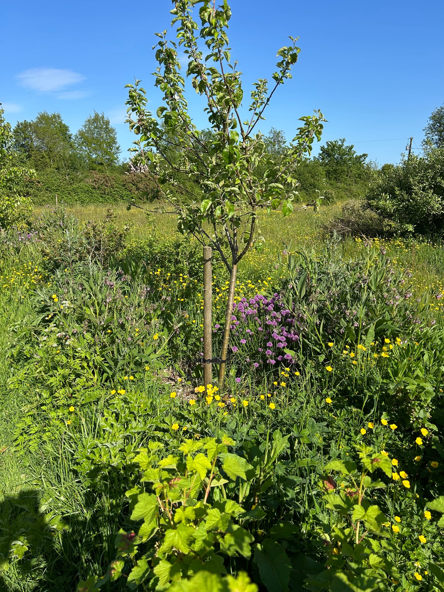 Creating a Food Forest