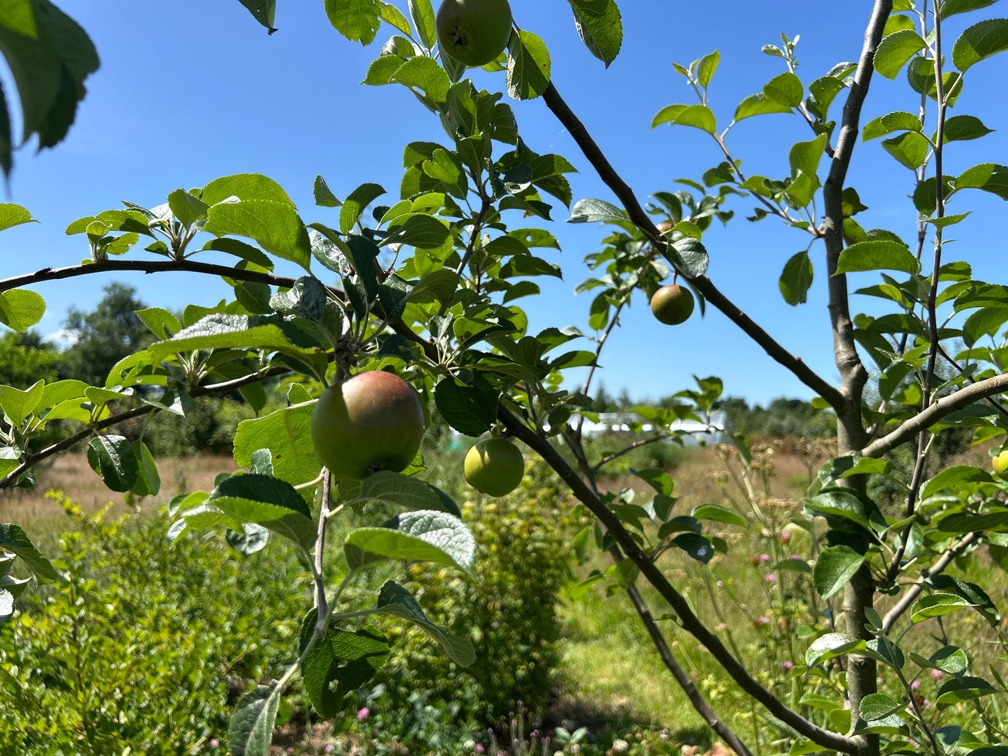 Heritage Apple Tree Pack