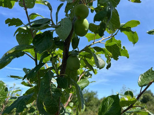 Fruit Tree Guild - Mini Food Forest