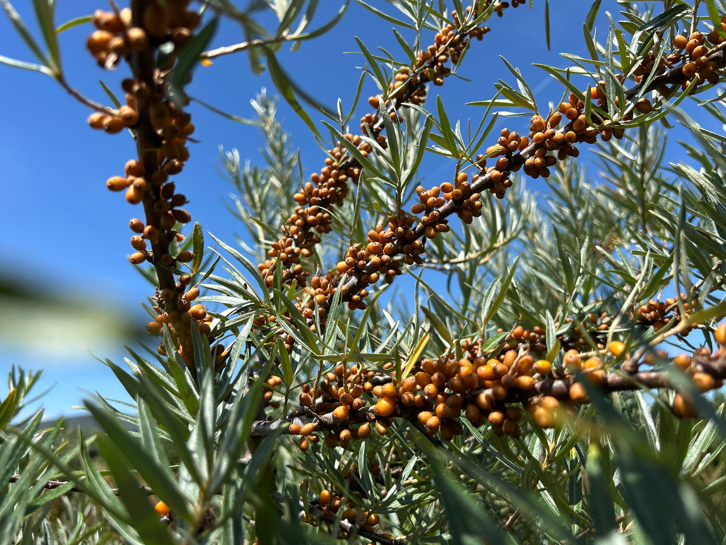 Sea buckthorn 'Friesdorfer Orange'