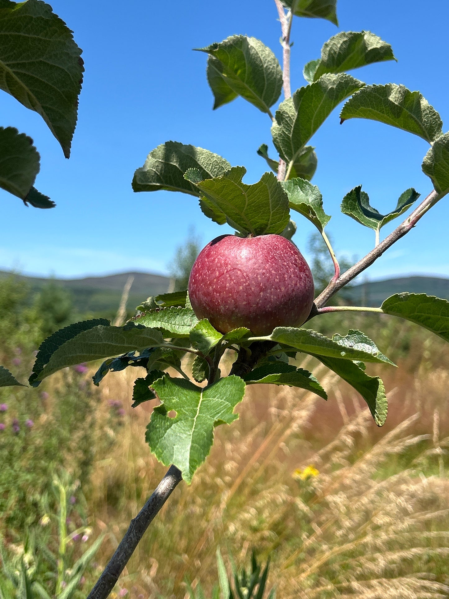 Apple 'Irish Pitcher'