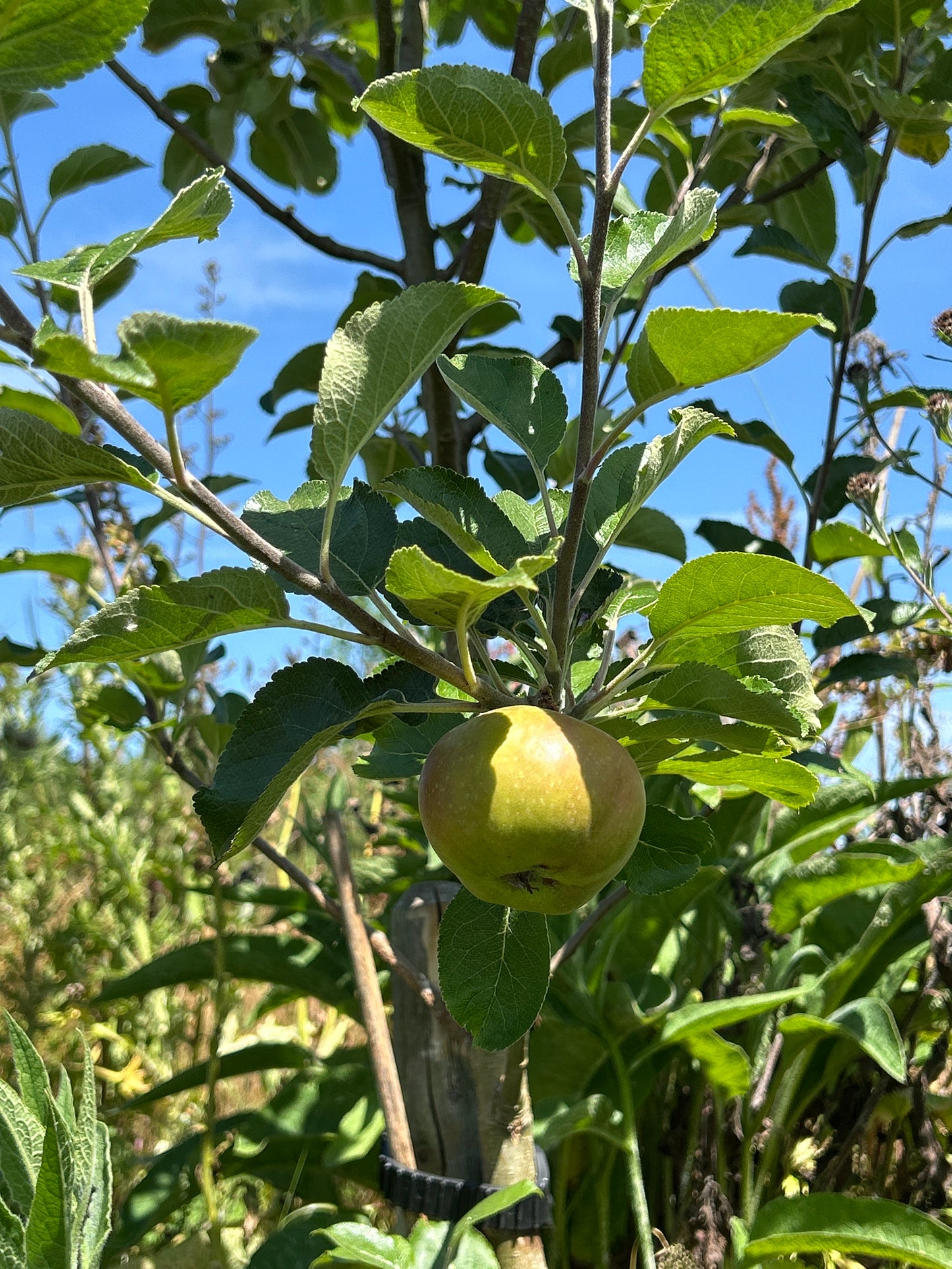 Apple 'Sam Young'