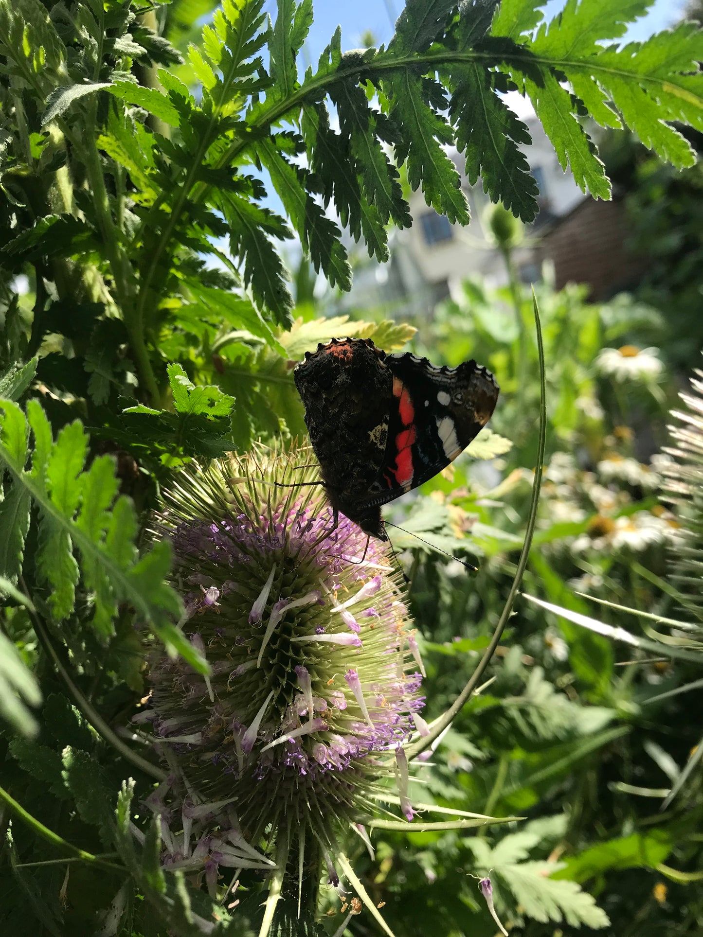 Butterfly workshop
