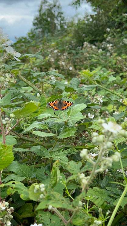 Butterfly workshop