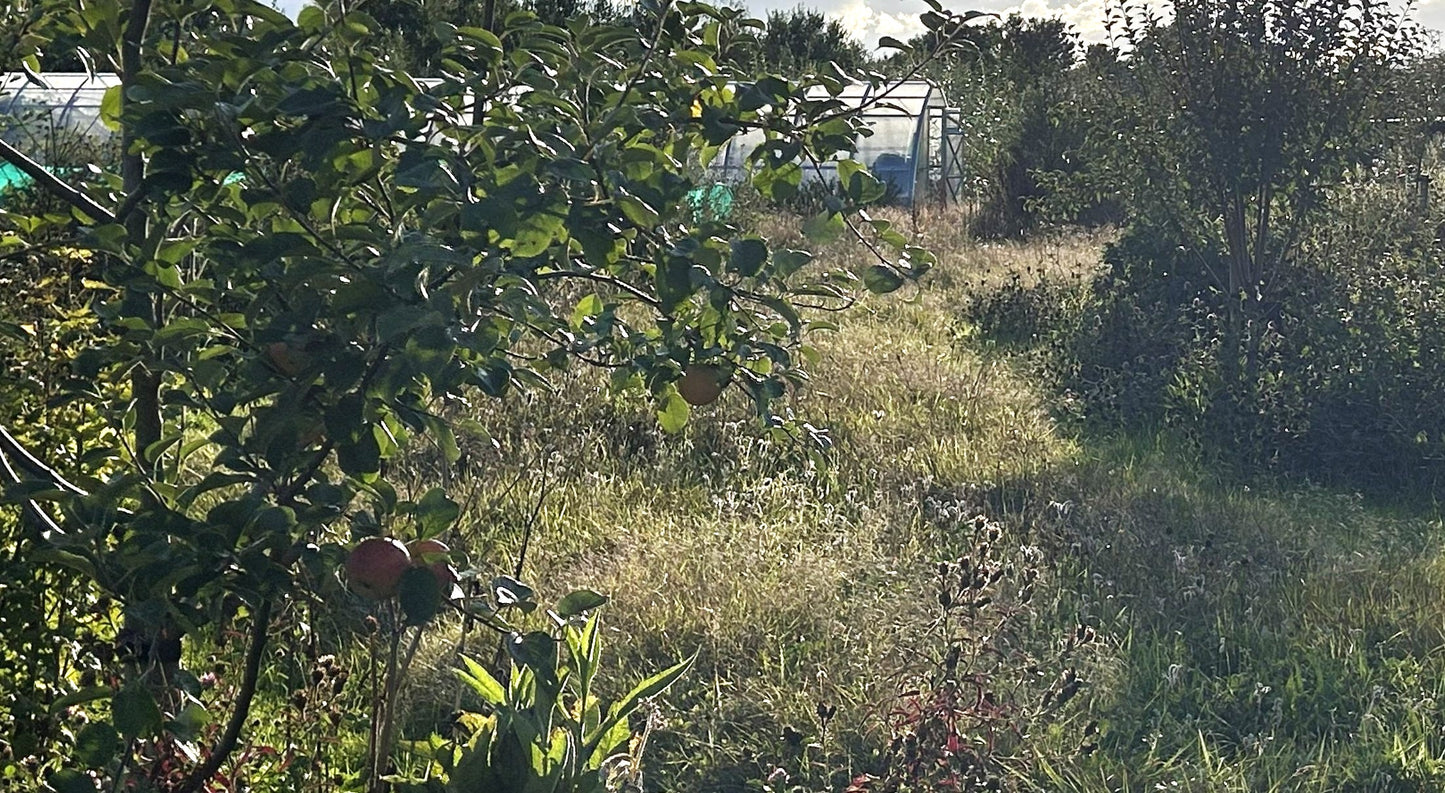 FT14 Forest Gardening Planting Unit (40 trees)