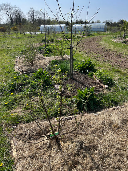 Mini Food Forest
