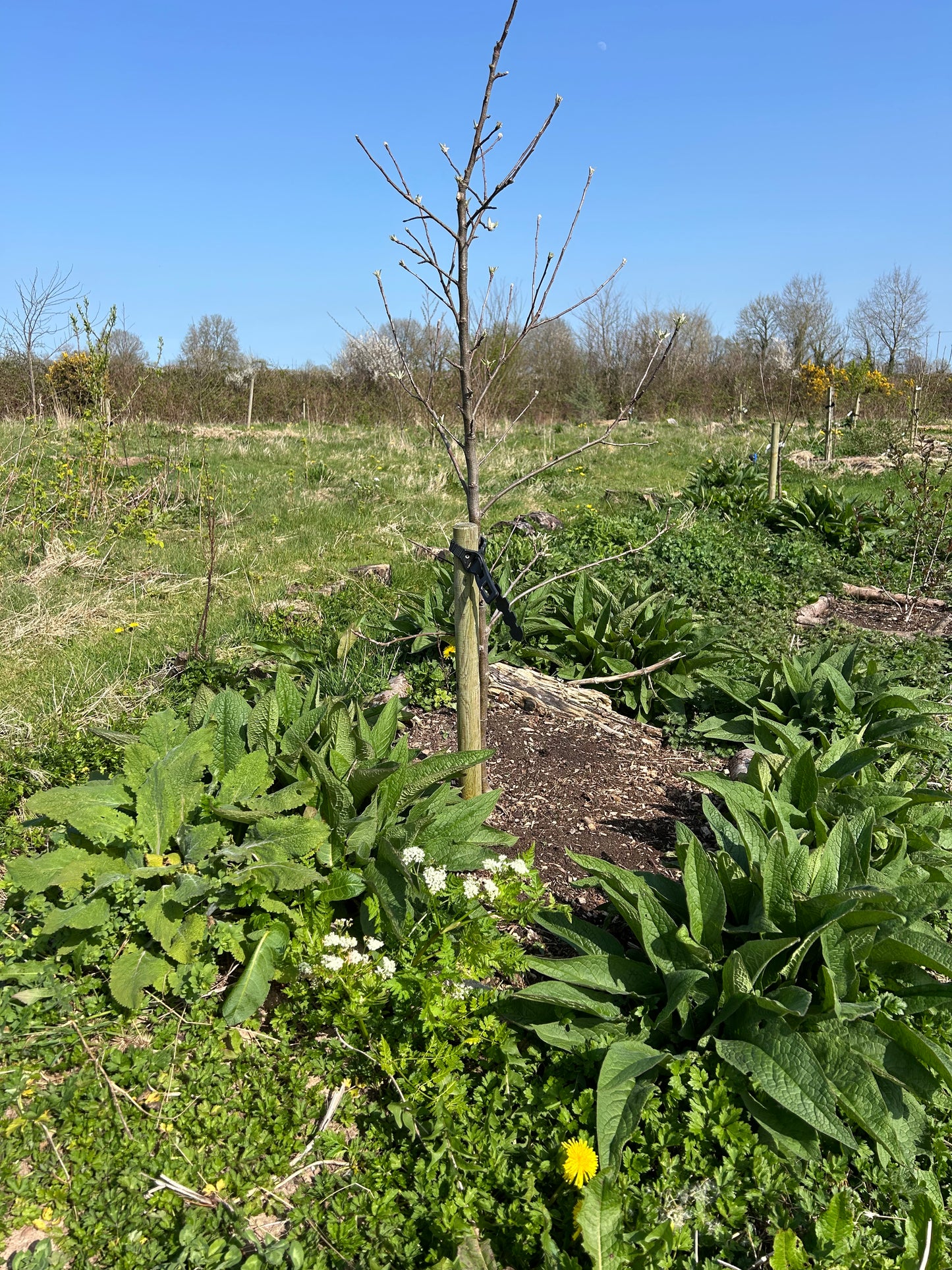 Mini Food Forest