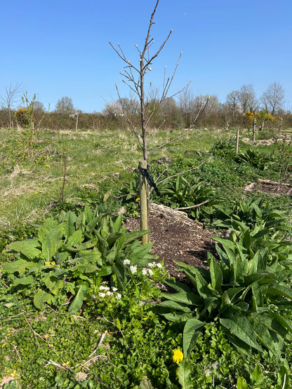 Mini Food Forest