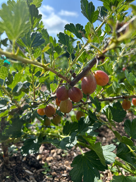 Gooseberry 'Hinnomaki Red'