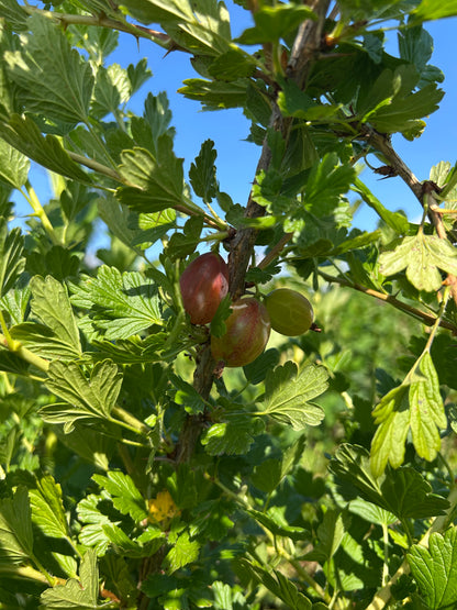 Gooseberry 'Hinnomaki Red'