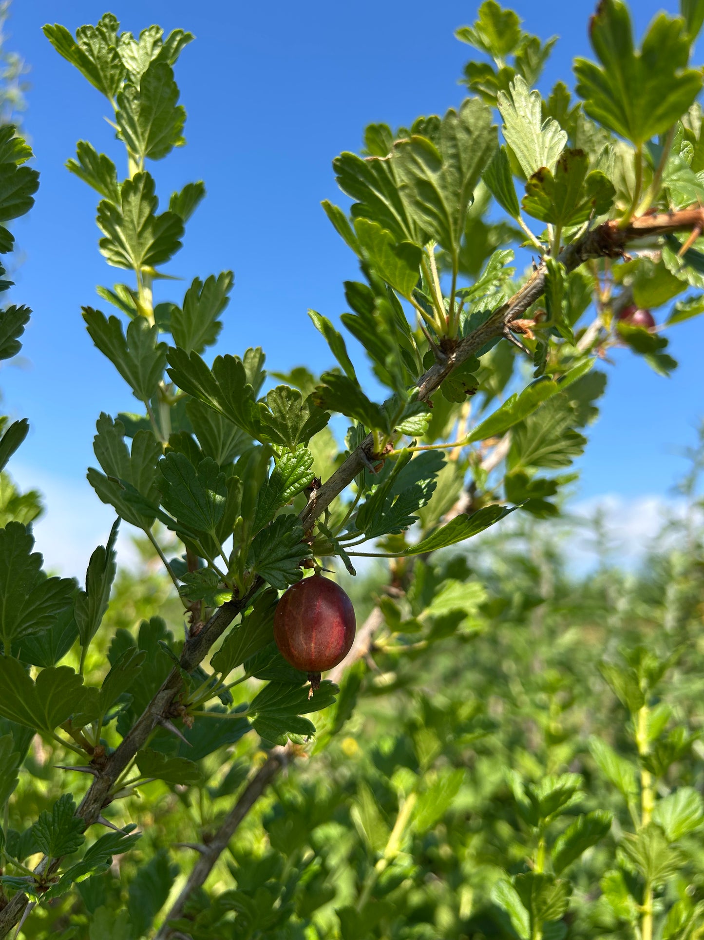 Gooseberry 'Black Velvet'